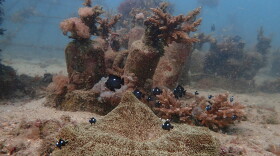 FILE - Fish swim near coral on the ocean bed near Shimoni, Kenya, June 13, 2022.