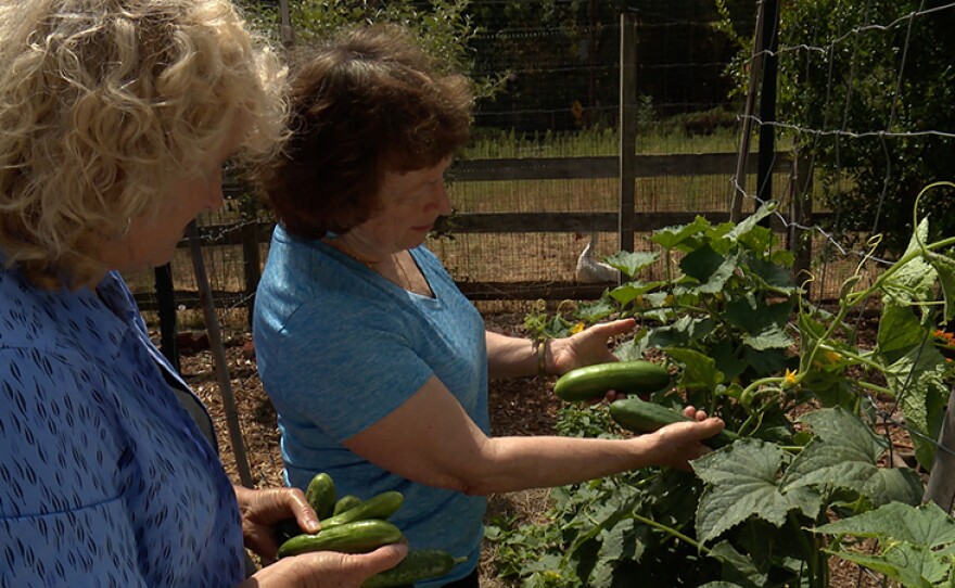 Host Nan Sterman and Renee Shepherd of Renee's Garden Seeds, compare cucumbers.