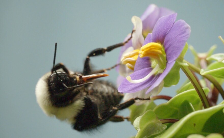 A bumblebee grooms her fur — and her tongue — to get at the pollen grains she vibrated free from the anthers.