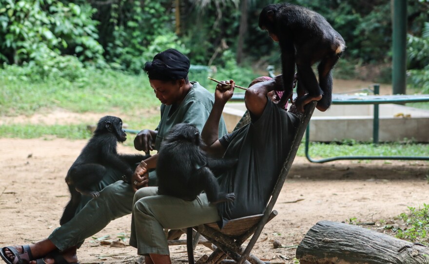 A trio of young bonobos play under the watchful eyes of their caregivers.