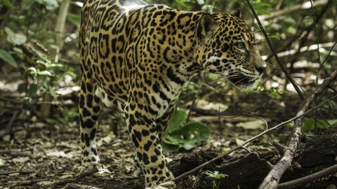 Jaguar in Santa Rosa National Park, Guanacaste, Costa Rica