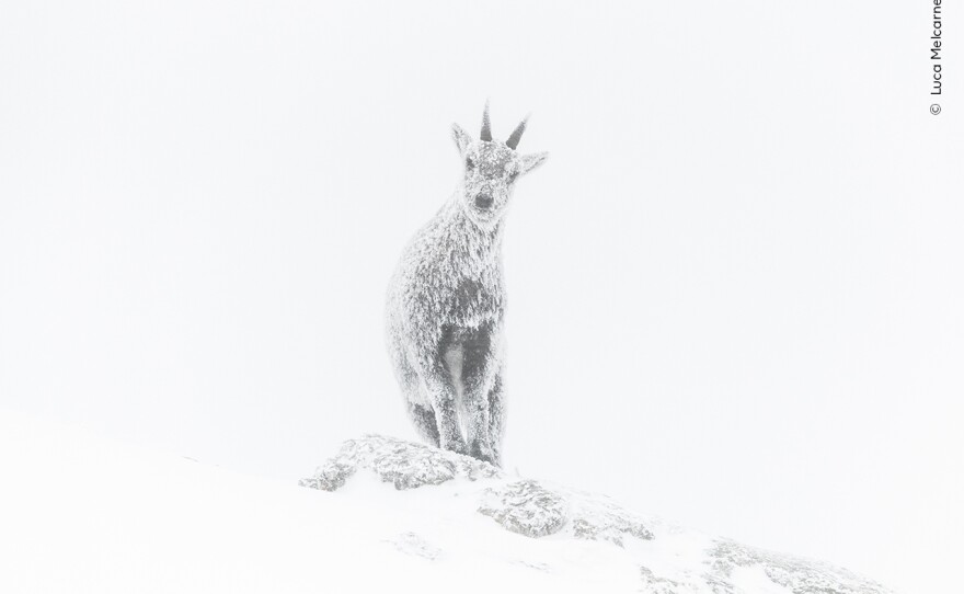 <strong>Rising Star Portfolio Award: </strong><em>Alpine exposure. </em>Vercors Regional Natural Park, Rhône-Alpes, France. Melcarne skied six hours across a national park and spent a night in a temporary shelter to get early access to ibex territory. He thawed his camera with his breath to take this portrait.