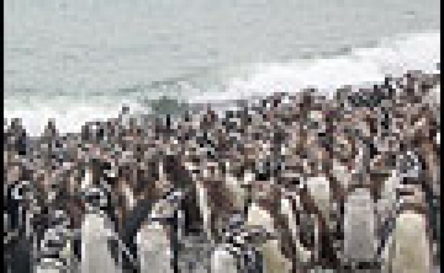 During the summer, hundreds of thousands of penguins gather along a 10-mile stretch of Argentina's coast.