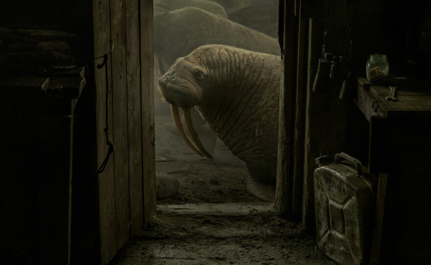<strong>Chukotka, Russian Arctic. Oct., 2019:</strong> Walruses are outside Russian marine biologist Maxim Chakilev's hut where he lives during the summer season. It is located in the middle of the haul out. An estimated 100,000 Pacific walruses came out of the water to spend time on land.