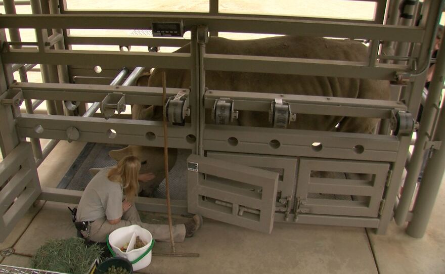 Senior Keeper Jill Van Kempen comforts Victoria just before the rhino's ultrasound procedure begins at the San Diego Zoo Safari Park, May 14, 2018.