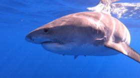 Learn surprising facts about the sharks that call the warm waters near Hawaii’s islands their home. Meet the whitetip reef shark, whale shark, tiger shark (pictured) and more.