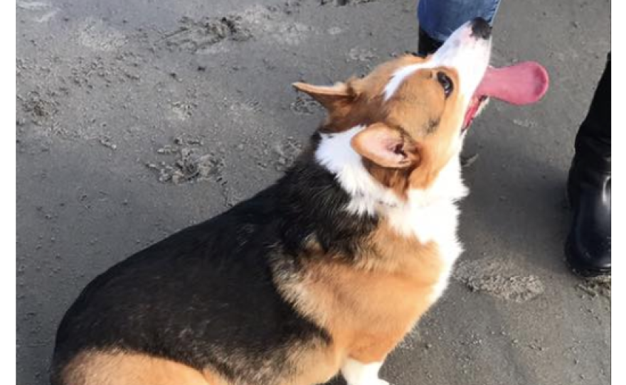 "Loaf" is used to describe the Corgi in this post.