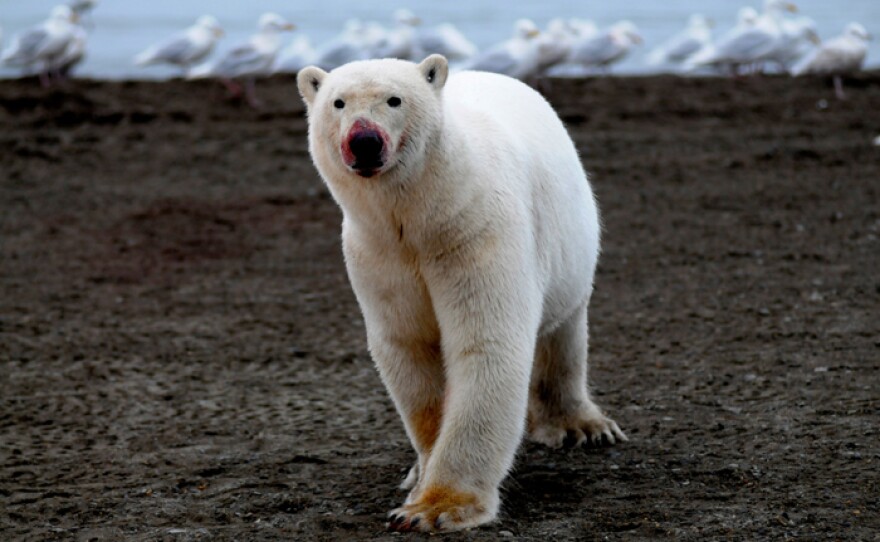 Lone bear with bloodied nose on Kaktovic shore, Alaska.