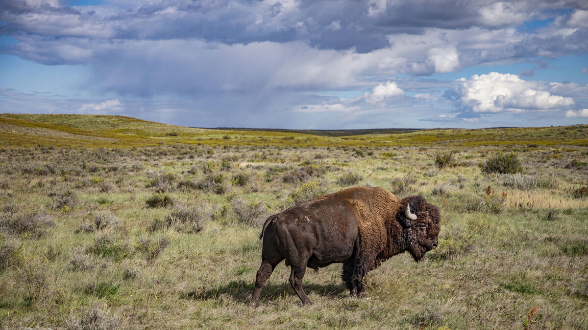 THE AMERICAN BUFFALO (New 2-Part Series Premiere) - Vimarsana News