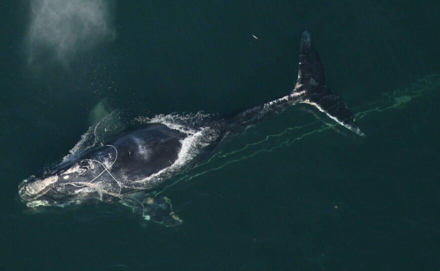 Entangled North Atlantic right whales can drag fishing gear hundreds of miles, like this whale off of Florida. The injuries can be life-threatening.
