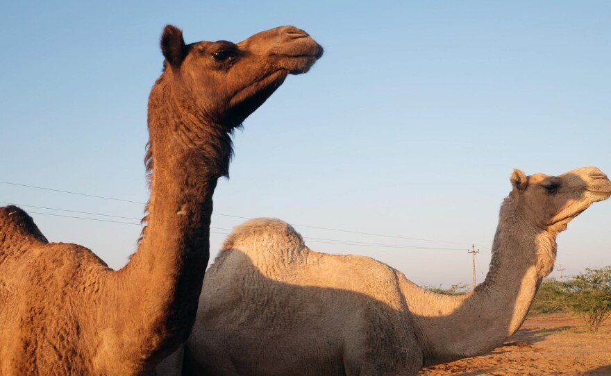 Camels in the western Indian state of Gujarat. These animals are part of a herd owned by the nomadic Maldhari herders.