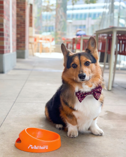 Yappy Hour