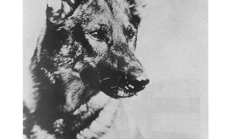 The original Rin Tin Tin was born in 1918 and died in 1932.