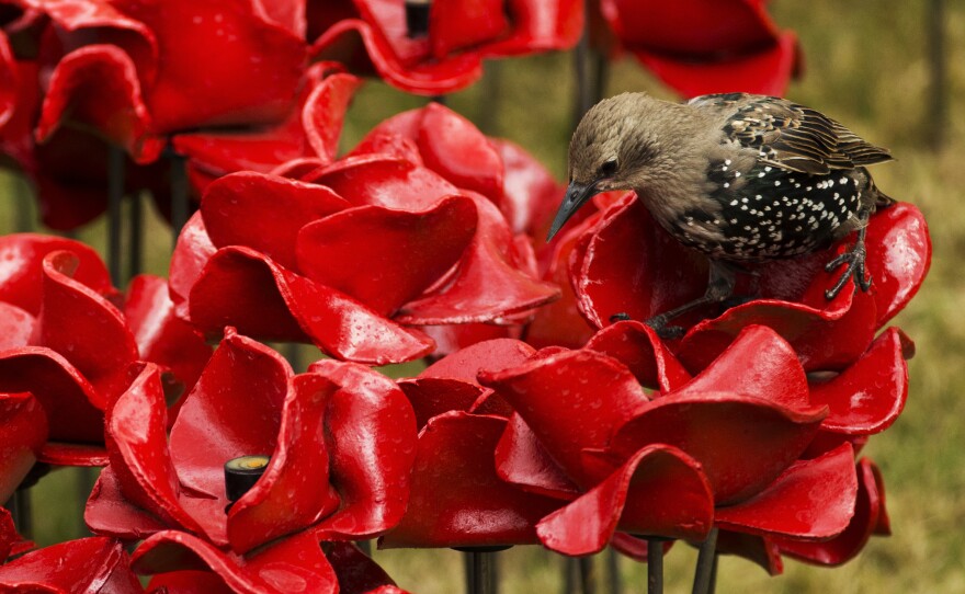 A bird stands on one of the 120,000 poppies planted on Aug. 5.