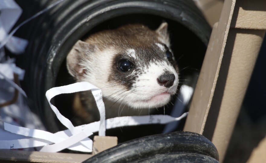 A black-footed ferret looks out of a crate during a release of 30 of the animals at a former toxic waste site, now a wildlife refuge in suburban Denver.