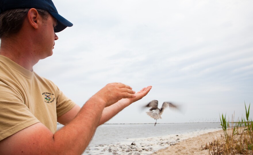 Bird projects like this one in Delaware indicate the number of red knots passing through has dropped by 75 percent since the 1980s.