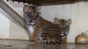 Joanne and Majel, are photographed together at the Safari Park. Joanne weighs 16 pounds, while Magell weighs a slightly smaller 15 pounds.