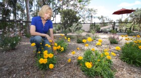 Homeowner Meg Kaufman replaced her lawn with new, water-conserving landscape.