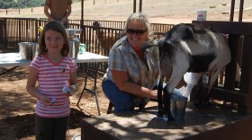 A goat milking demonstration on the 2012 San Diego County Farm Bureau Farm Tour.