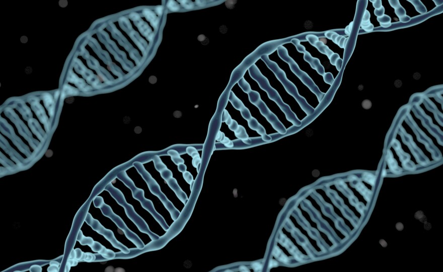 An artist's rendering of DNA. Scientists have found traces of DNA that they say is evidence that prehistoric humans procreated with an unknown hominin group in West Africa.