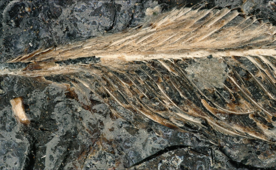 This fossilized feather dates back 66 million years to the late Cretaceous. "It is, without a doubt, the best feather we've ever found from the age of dinosaurs," says Jingmai O'Connor, an associate curator at the Field Museum of Natural History.