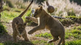 Two young lion cubs ran around their habitat at the San Diego Zoo Safari Park, exploring the new enrichment items that were set out by animal care staff on April 24, 2014.
