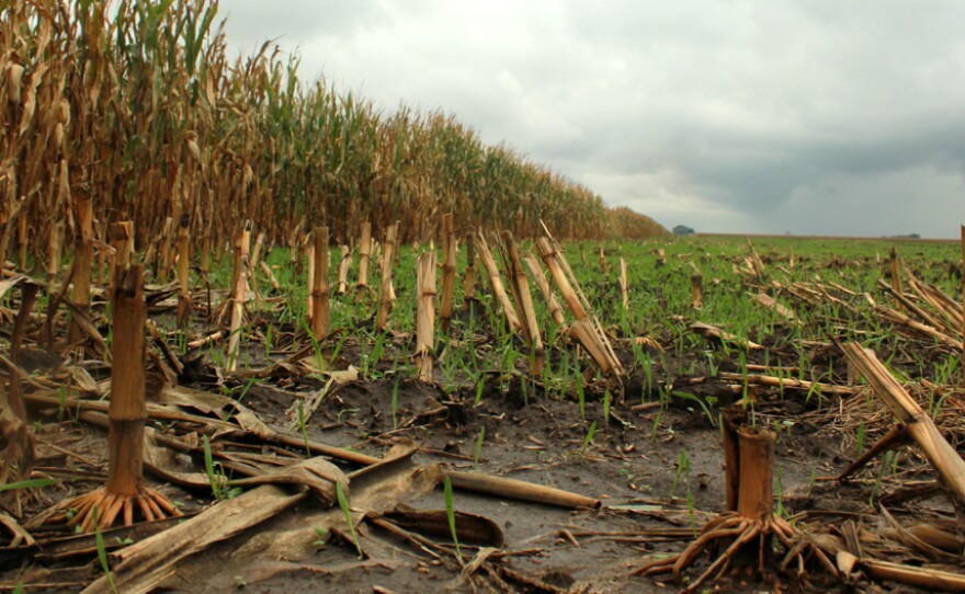 A cover crop of rye grass comes up in a field in eastern Nebraska. Cover crops help hold moisture and nitrogen in the soil. They can reduce nitrate runoff and erosion.