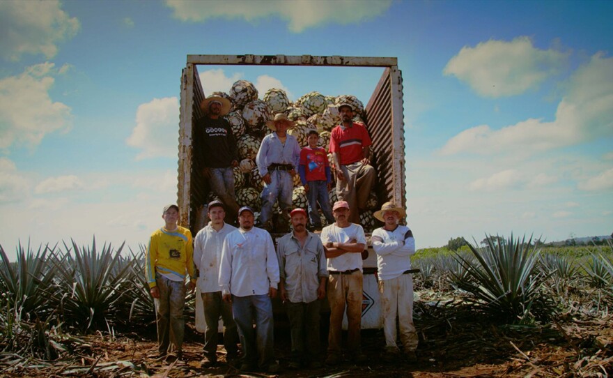 Agave jimadores are the farm workers that harvest the tequila plant. Lesser long-nosed bats have pollinated the tequila agave for centuries.