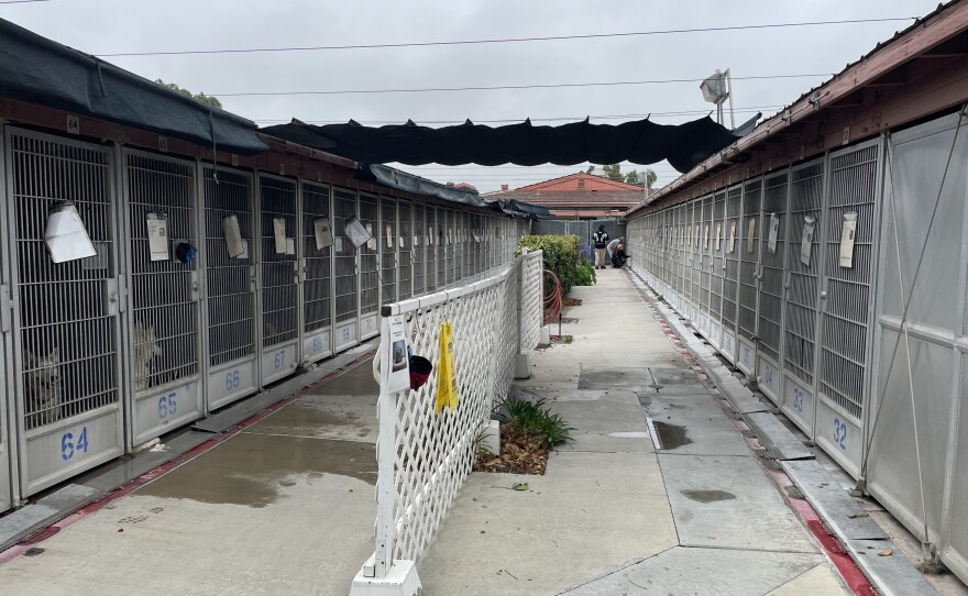The public can walk into the Bonita animal shelter Tuesday through Sunday from 9:30 am to 5:30 p.m. to meet the dogs. On June 3, 2025, a group of people meet the dogs a