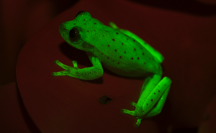 The South American polka dot tree frog was recently found to glow fluorescent under ultraviolet light.