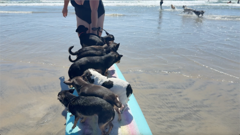 Ken takes us on a loving visit to the romping canines of Dog Beach