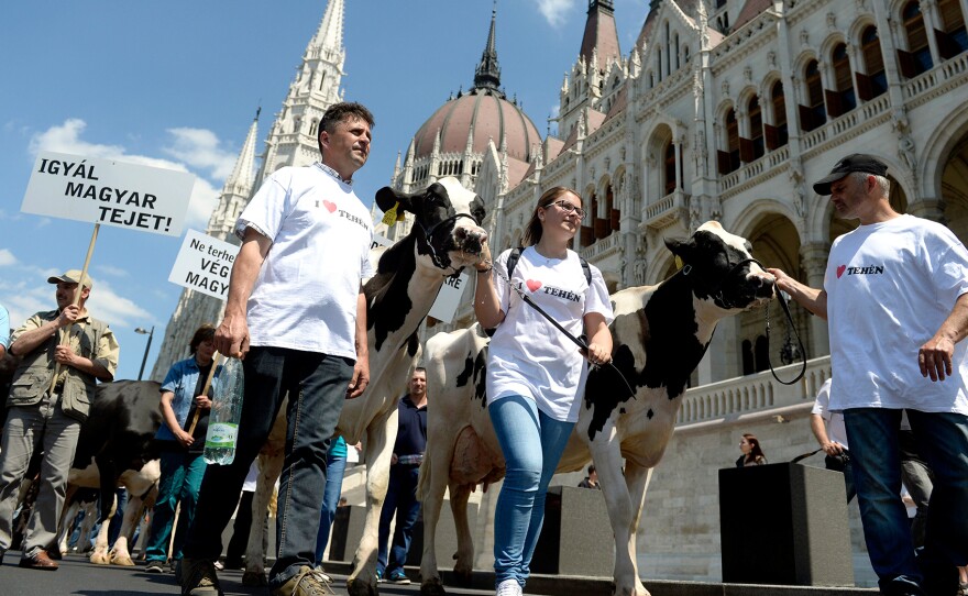 Hungarian dairy farmers protest in front of Budapest's parliament in May. The banner reads: "Drink Hungarian Milk!"