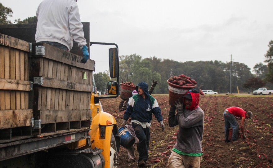 Workers carry buckets of sweet potatoes to a waiting truck.