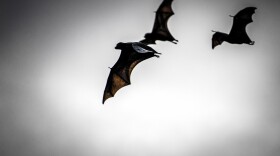 When Australia's black flying foxes are well-fed, they tend to be healthy. A lack of food stresses the bats — and stress causes them to shed, or release, viruses into the environment.