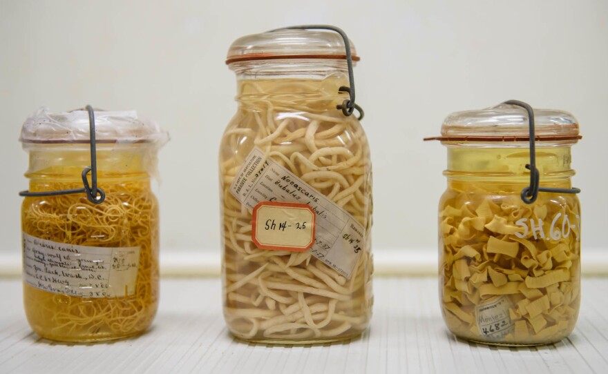 From left to right, this trio consists of a dog roundworm collected from a grey wolf in 1906; a roundworm from 1957 and a tapeworm, among the longest worms (they can grow to 40 feet). A person with an intestinal tapeworm can experience a range of abdominal problems.