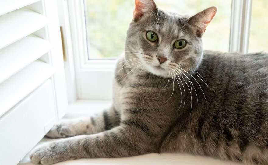 Willow gets comfortable in the White House on Wednesday.