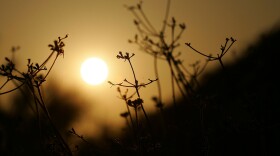 The sun sets behind dry native vegetation in Little Tujunga Canyon in the San Gabriel Mountains.