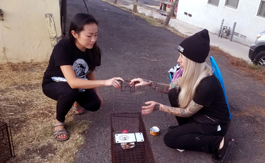 Hannah Shaw and another volunteer set a trap for a feral cat in Paradise Hills, Nov. 5, 2019.