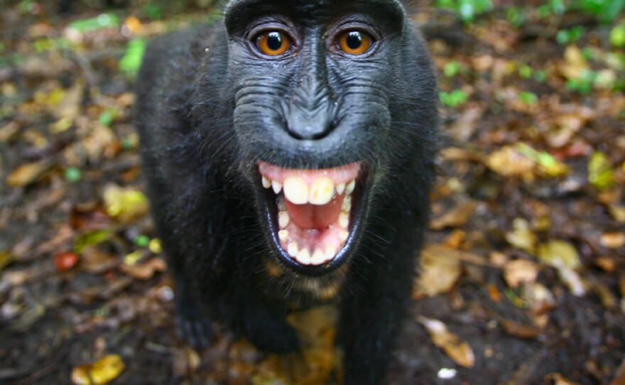 “Peanut,” Colin Stafford-Johnson’s favorite crested black macaque.