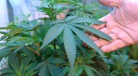 Marijuana, April 21, 2011.