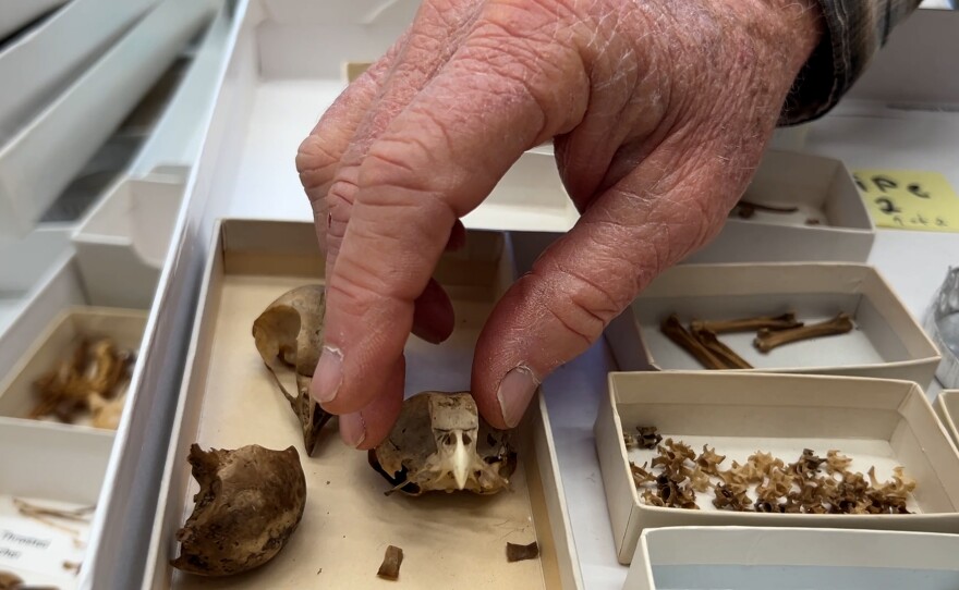 Phil Unitt displays a small owl skull, one of the many bird remains found in pipes in the Mojave Desert. Jan. 21, 2026