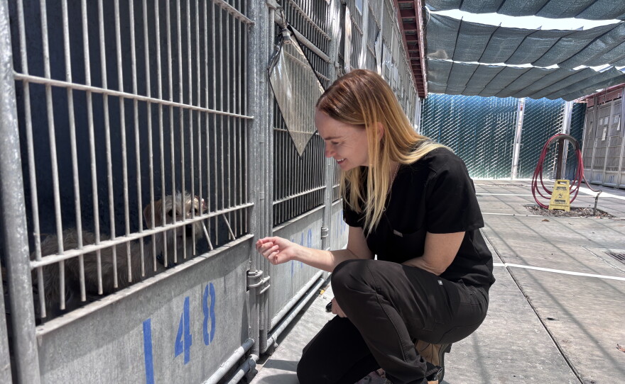 San Diego County Department of Animal Services Director Dr. Brie Sarvis checks on a dog at the Bonita shelter on July 9, 2026.