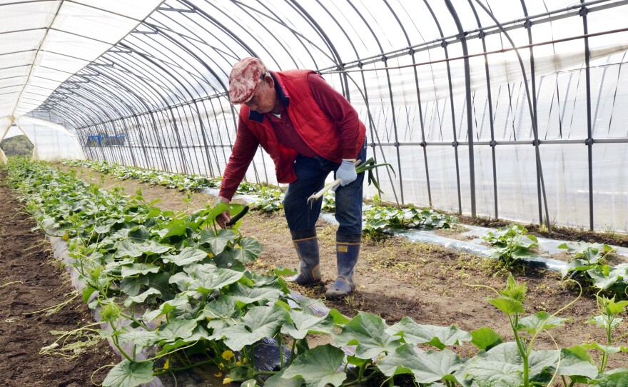 Farmer Magoichi Shigihara checks on his cucumber farm in Nihonmatsu in Fukushima prefecture, about 31 miles west of the Fukushima nuclear power plant, in May 2011. Testing shows radiation in foods grown and raised in Fukushima is back to pre-accident levels.
