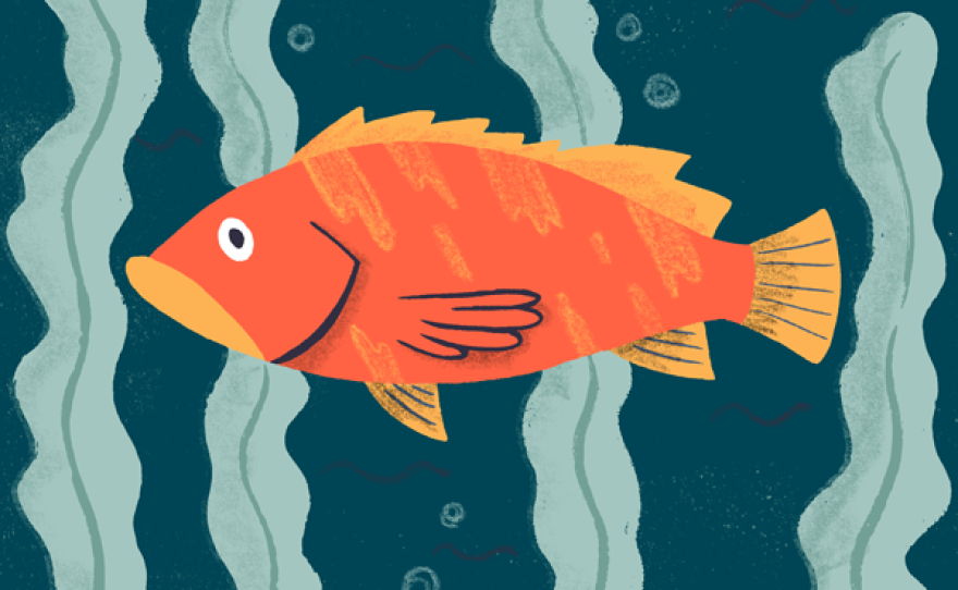inewsource-Illustration-rockfish.png