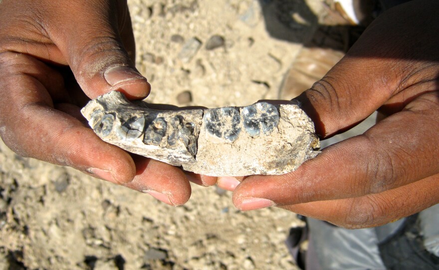 Close up view of the mandible, just steps from where it was sighted by Chalachew Seyoum, an Arizona State University graduate student from Ethiopia.