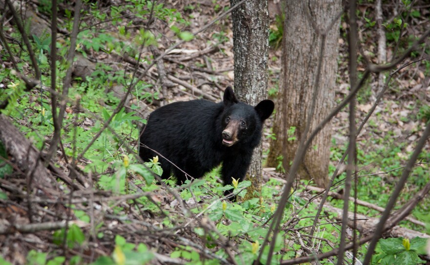 A black bear looks up at a line of picture-taking tourists near the popular Laurel Falls Trail in Great Smoky Mountains National Park, which is on the border of North Carolina and Tennessee.