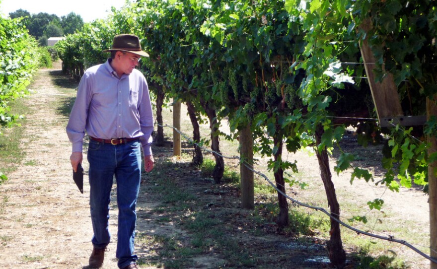 Grape breeder Andy Walker of the University of California, Davis inspects grapes on the campus vineyard. Walker says some Spanish or Italian grapes would do better in warmer temperatures, but growing and marketing new varieties is a big investment.