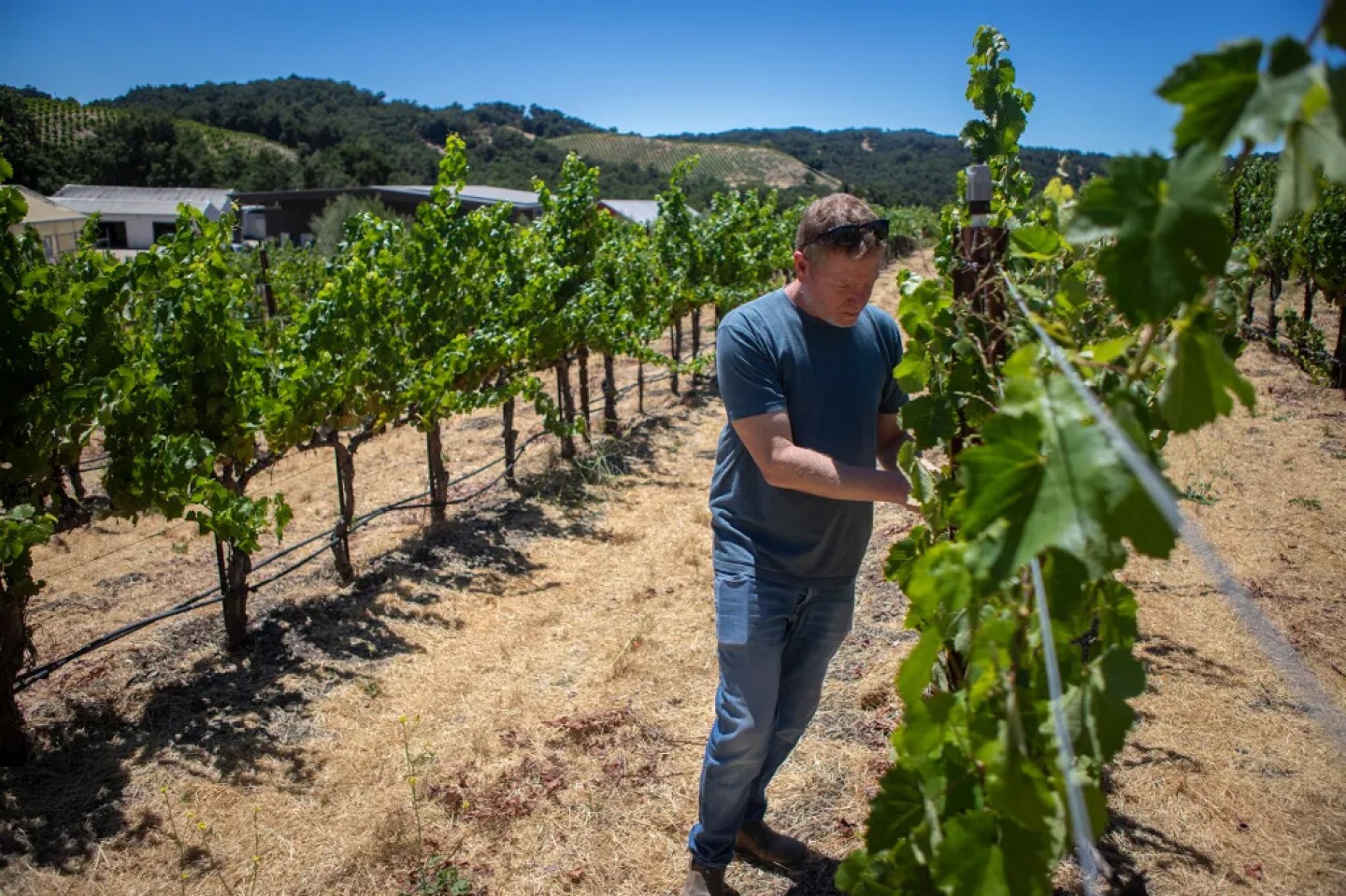 Jason Haas, owner of Tablas Creek Vineyard, inspects the grapes growing on vines at his vineyard in Paso Robles on July 30, 2025.