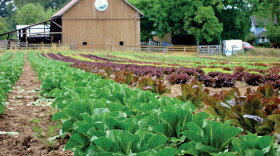 Walnut Hill Farm lettuces and herbs ready for harvest in Oregon.