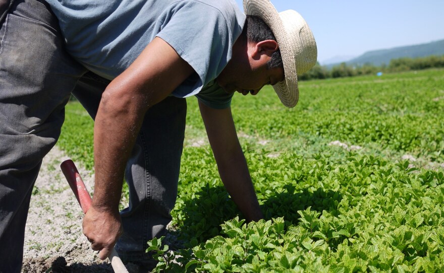 Celerino Sanchez, an H-2A worker from Guerrero, Mexico, weeds rows of mint at HerbCo International in Duvall, Wash.